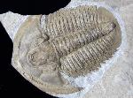 Proasaphiscus rigidus (JEGOROVA & SAVITZKY 1968) - Bild © FossNet FossilienStore